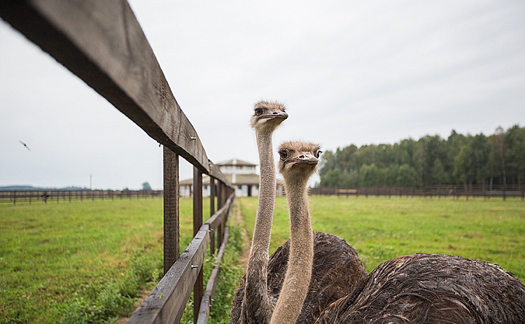 2f4f44e9b849f8234672ce099a269a75 В гости к страусам — изображение 1